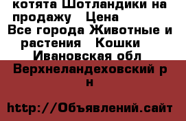 котята Шотландики на продажу › Цена ­ 5 000 - Все города Животные и растения » Кошки   . Ивановская обл.,Верхнеландеховский р-н
